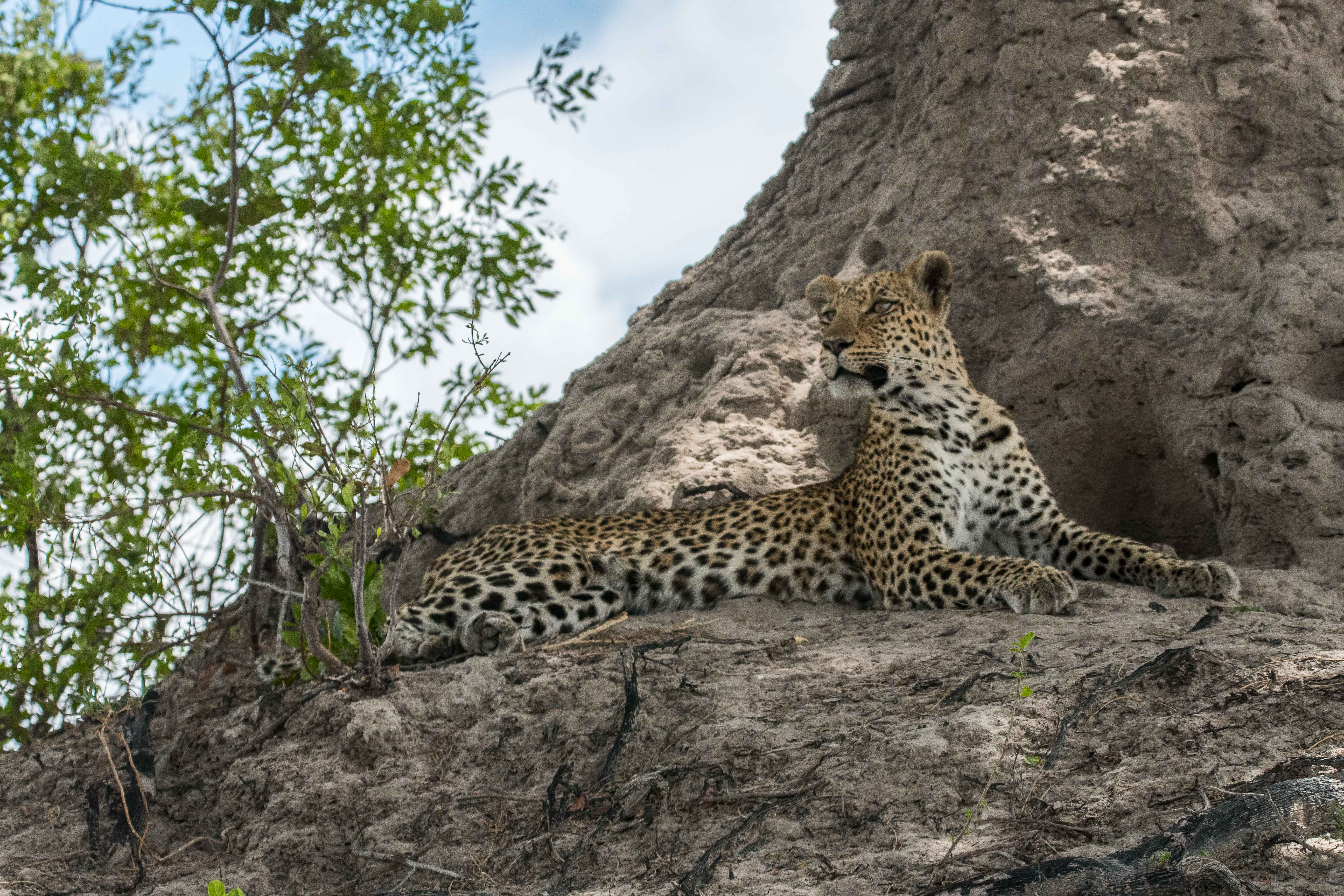 Léopard (Leopard, Panthera pardus), femelle adulte allongée sur le socle d'une termitière d'où elle vient d'apercevoir un impala, Kwando reserve, Botswana.